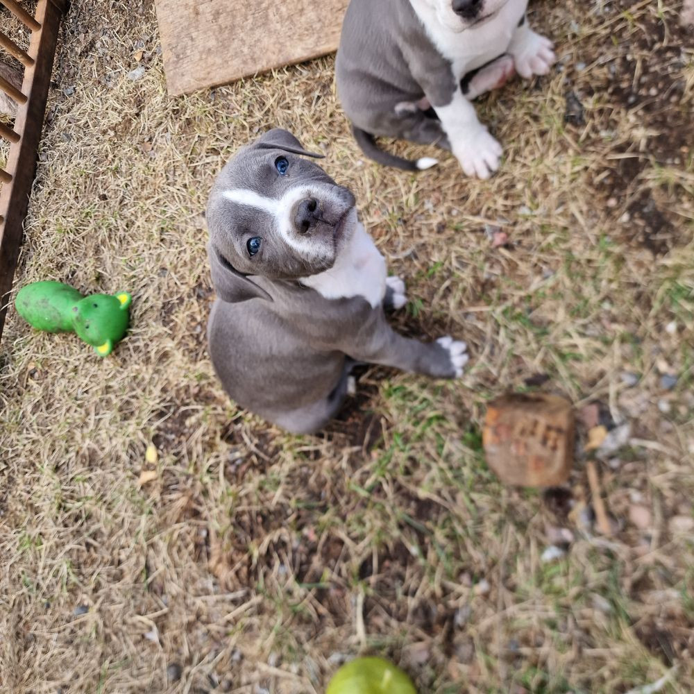 S-möja Bully