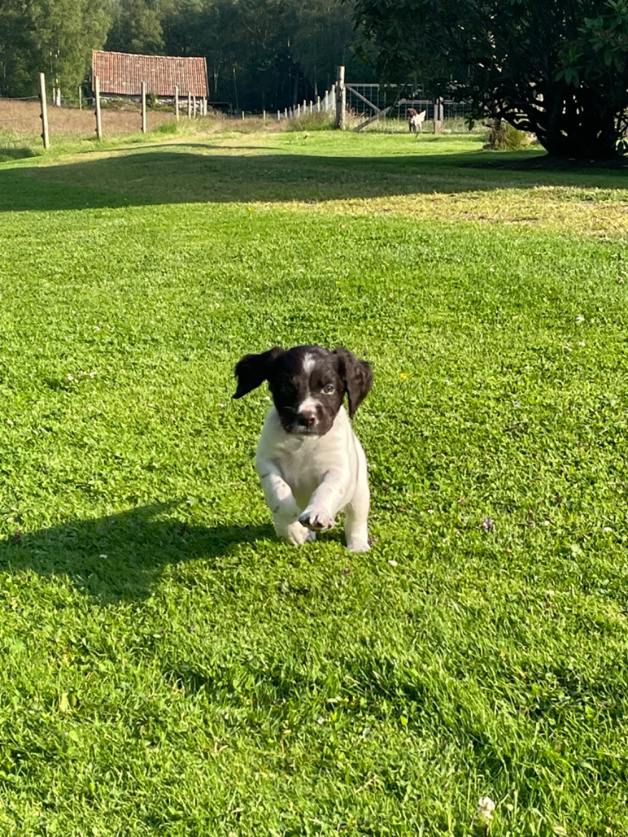 Örkellyng