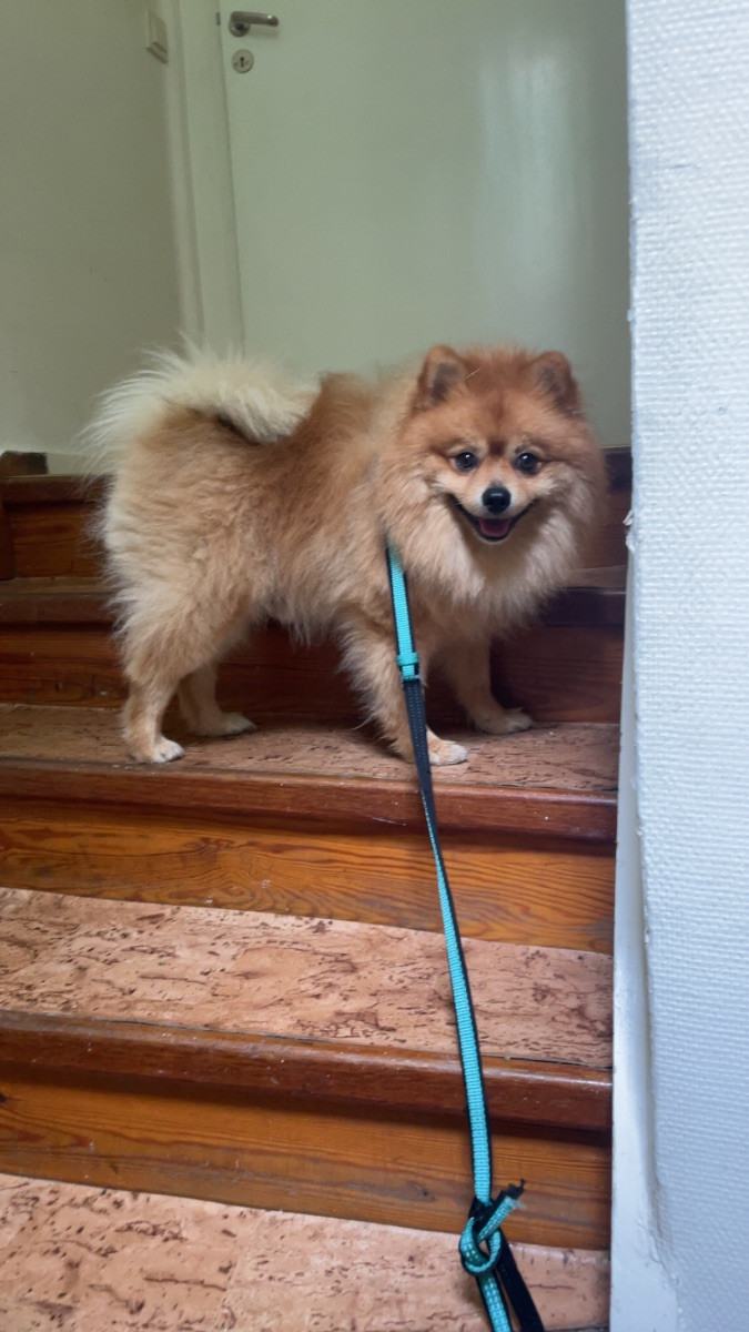 Pomeranian · 2023-01-23 · örebro · Melisa A.