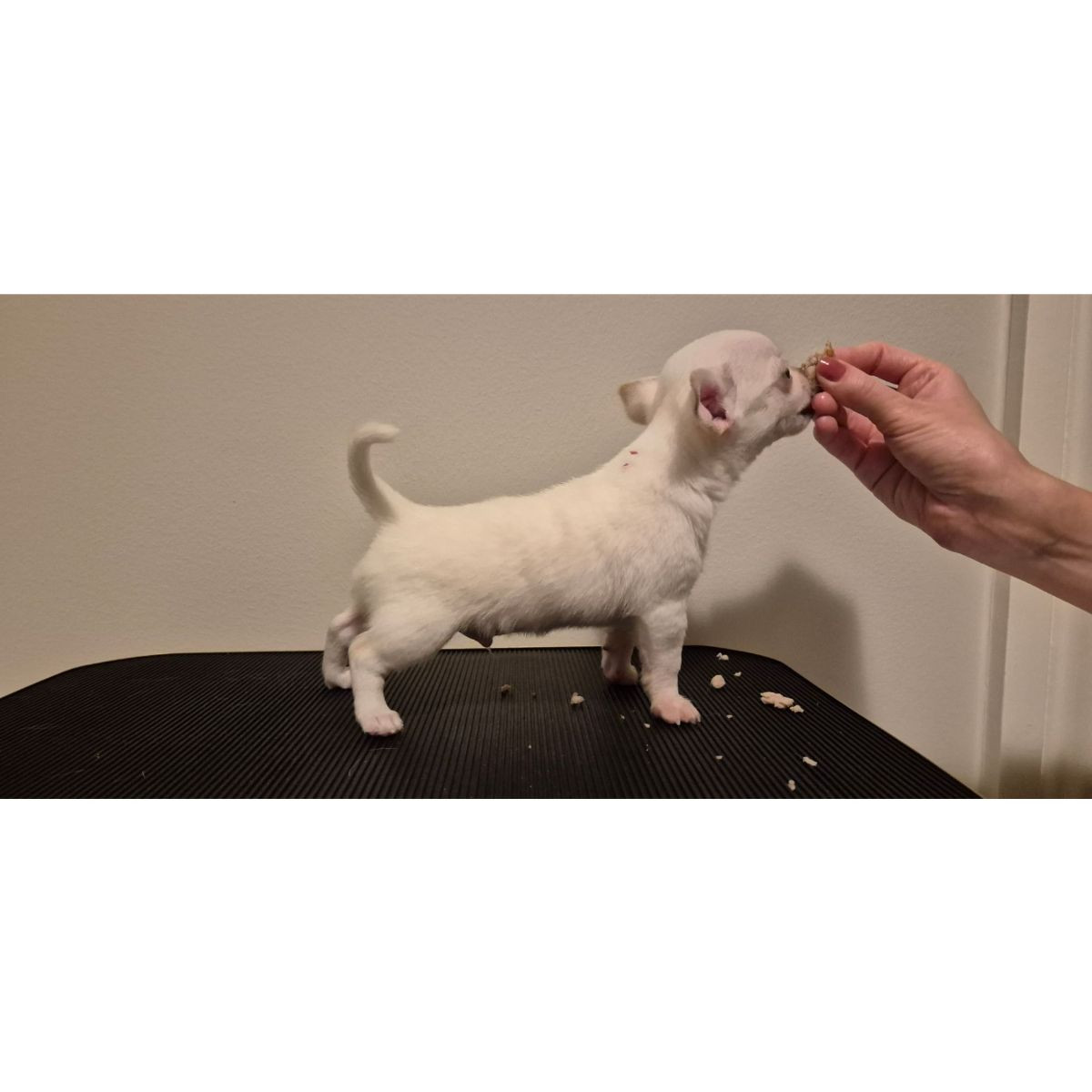 Tiny Puppy