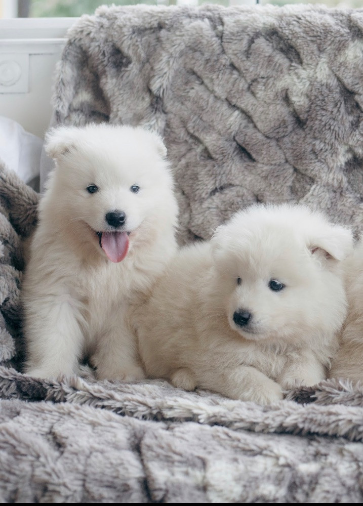 Samojedhund