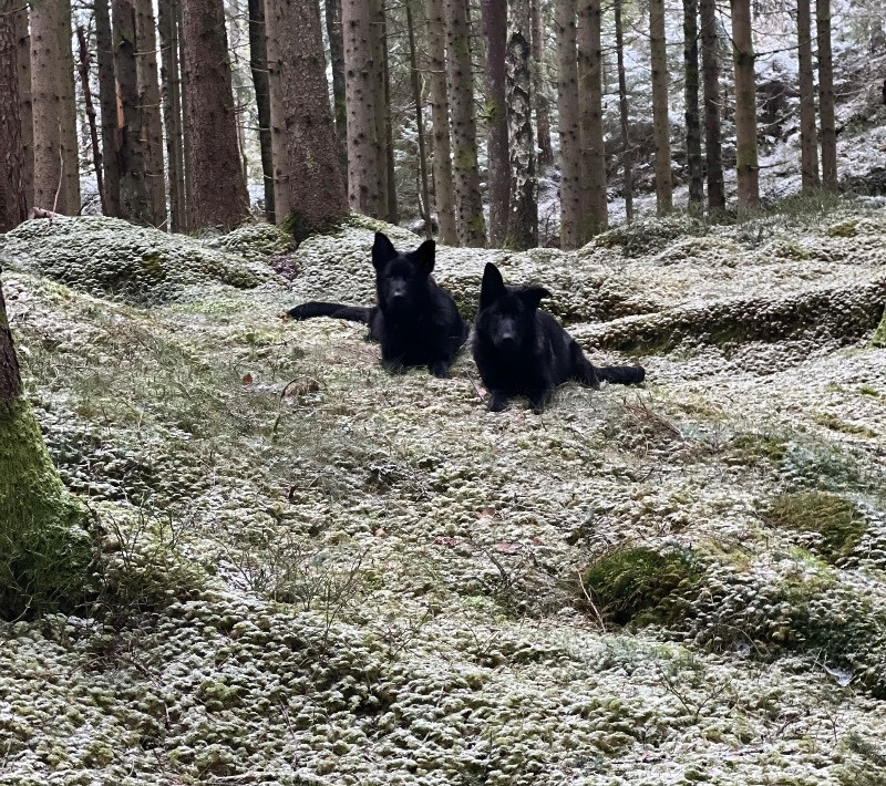 Bervanger
