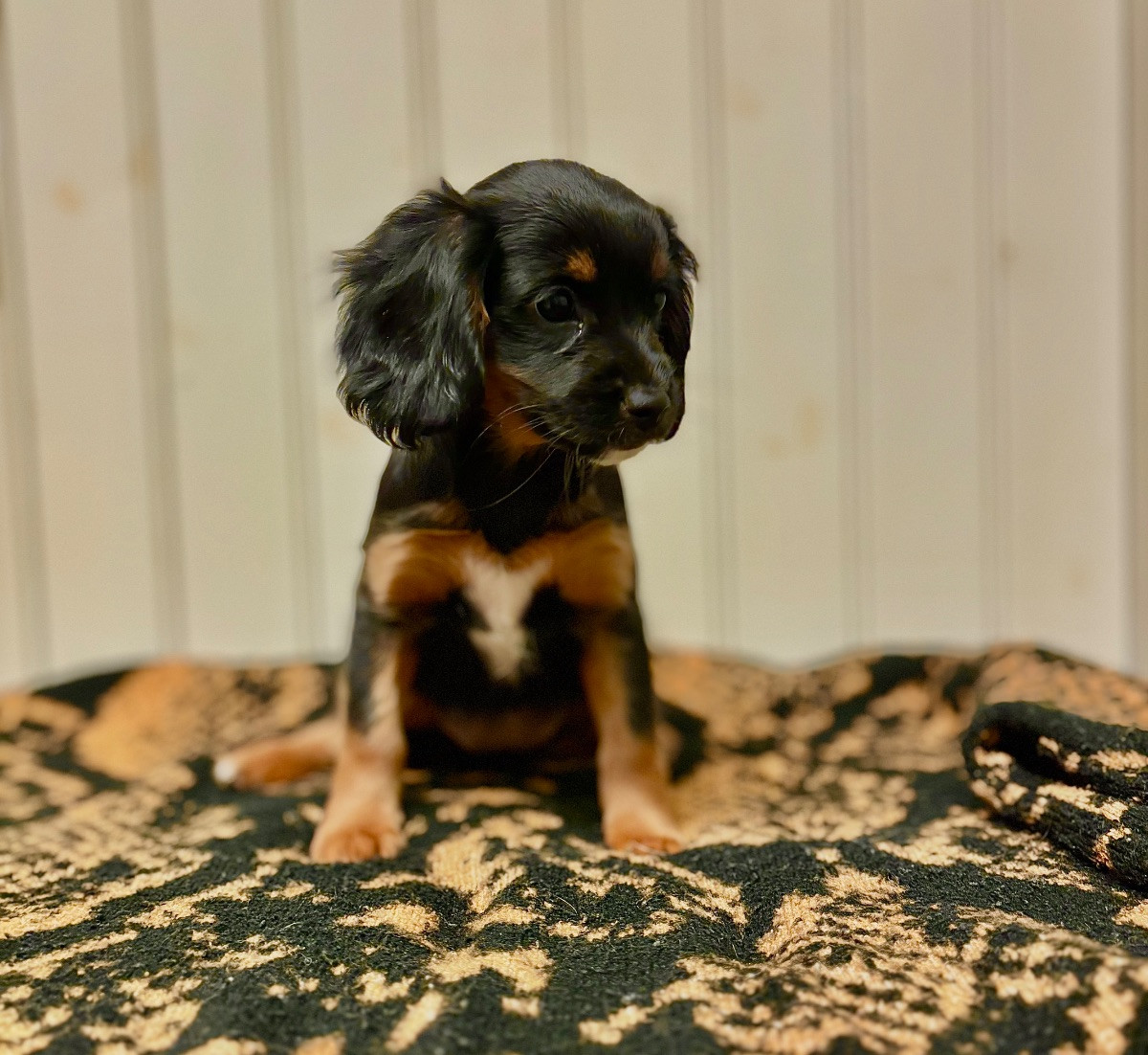 Cavapoo · 2025-10-09 · Norberg · Cajsa A.