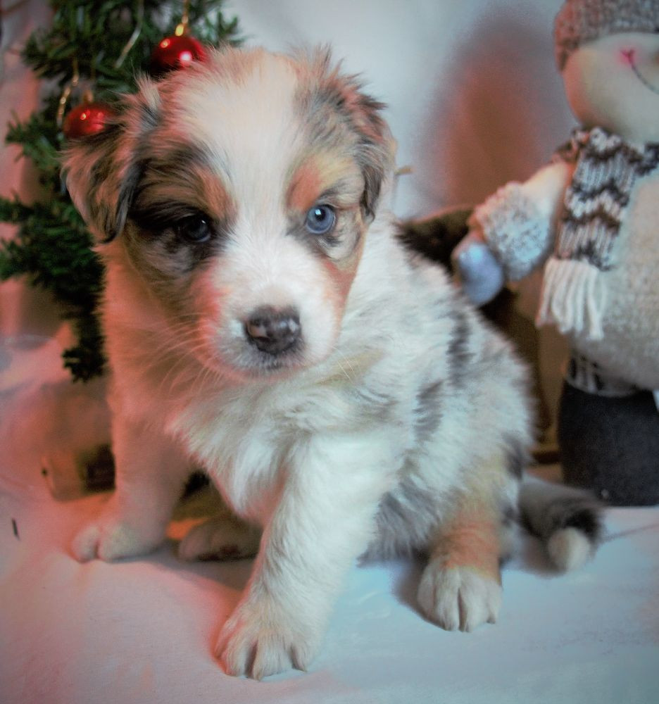 Australian shepherd