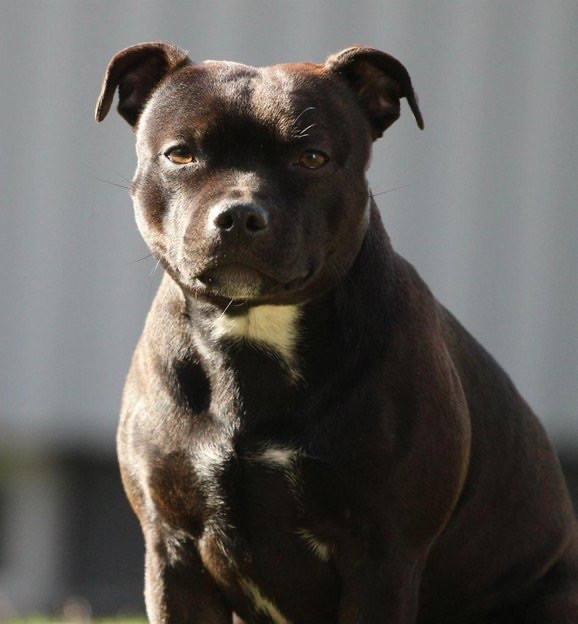 Tattmans kennel