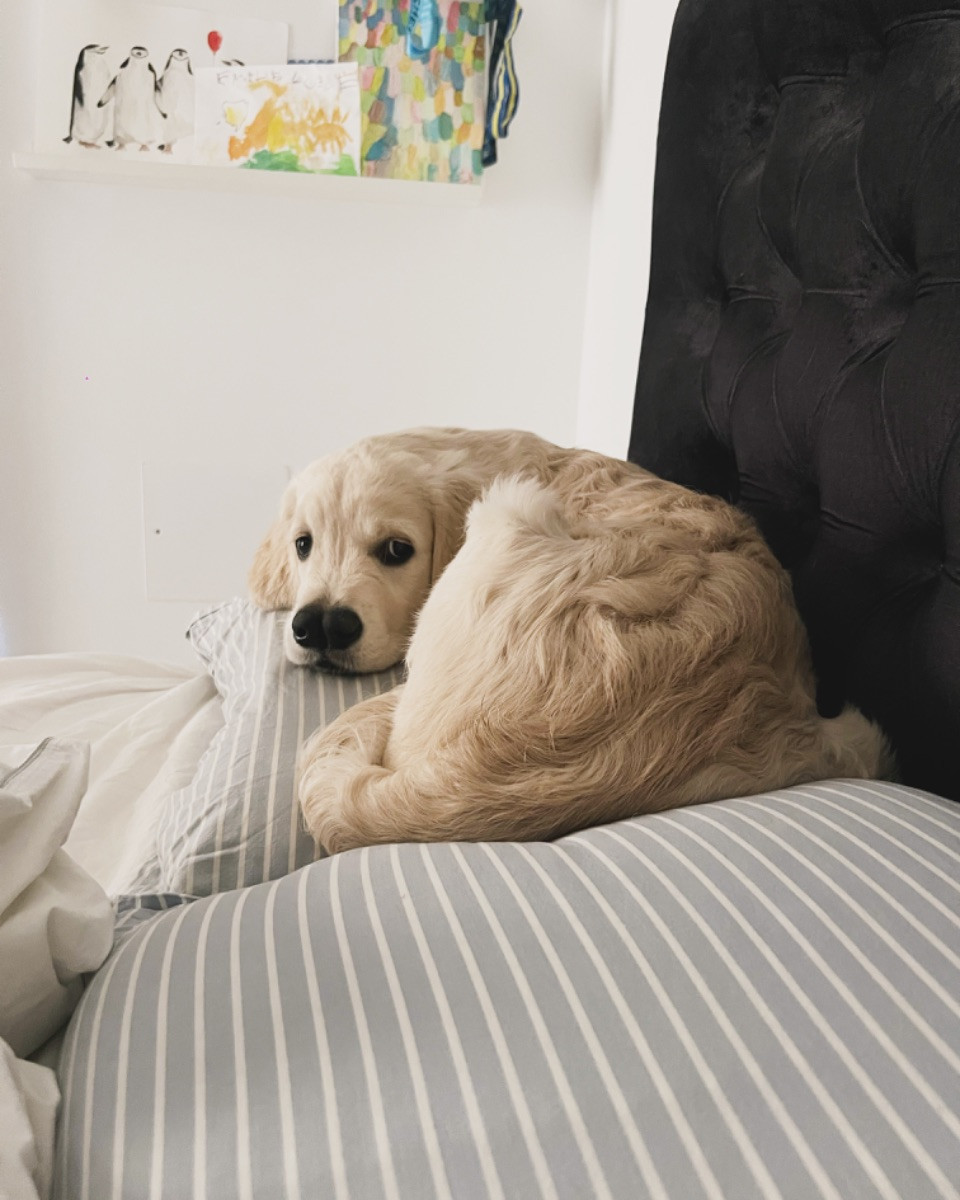 Golden Retriever