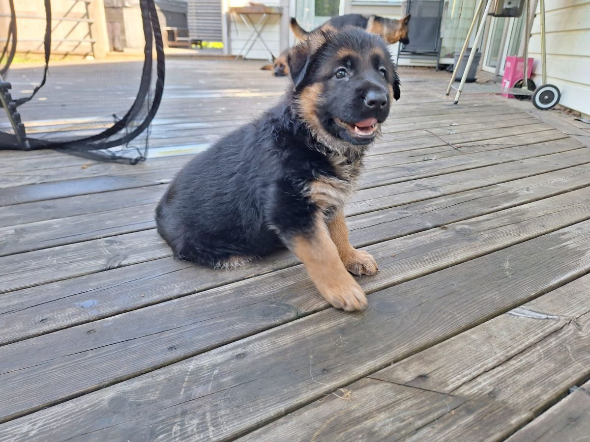 German Shepherd Dog
