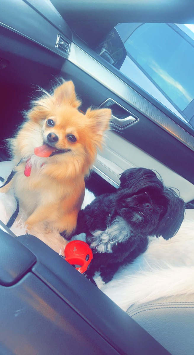 Shih tzu och chihuahua · 2025-10-01 · Malmö · Nanja