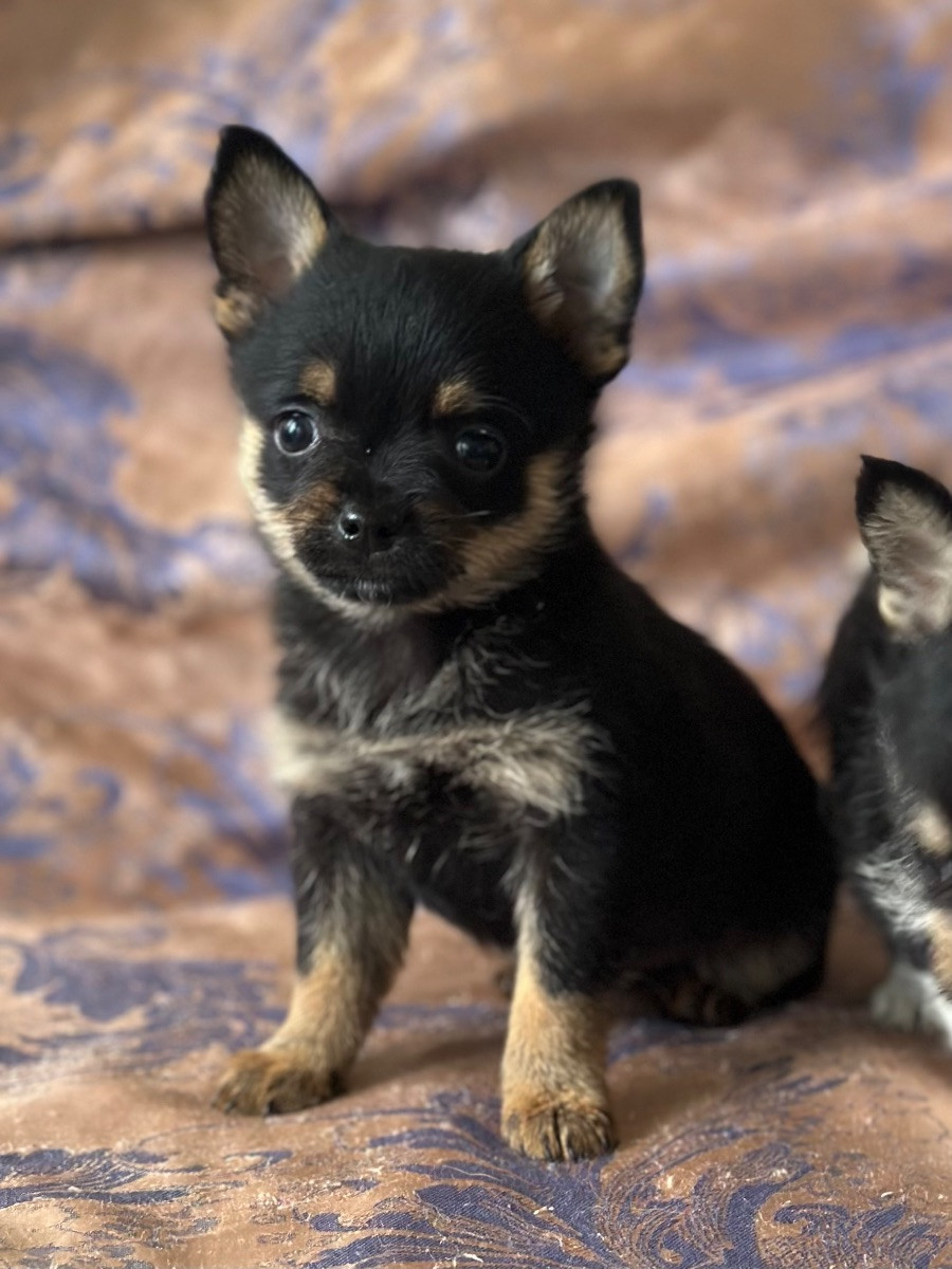 Pomerian och yorike terrier