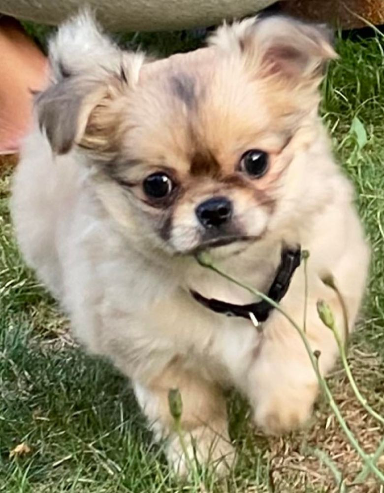 Chihuahua
