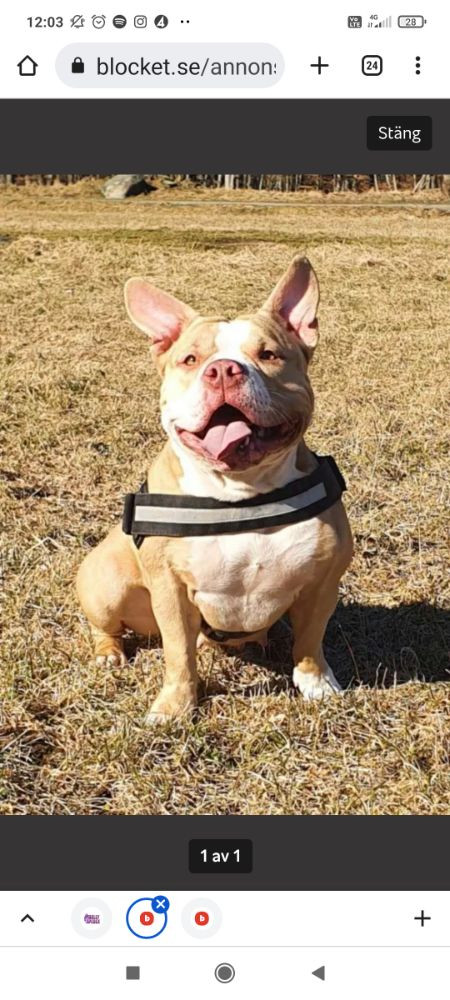 Redhouse Bully