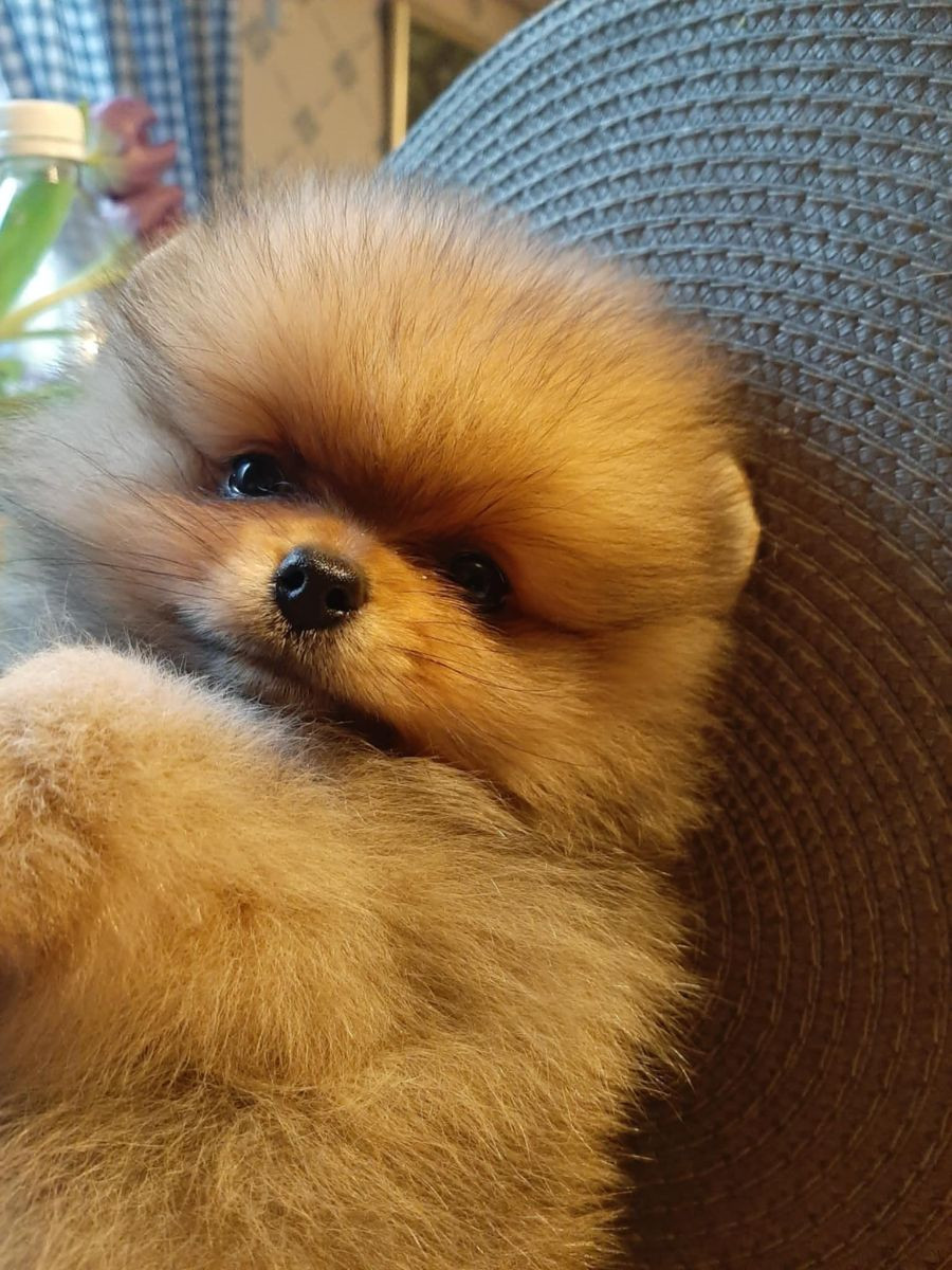 POM Crumbs Kennel