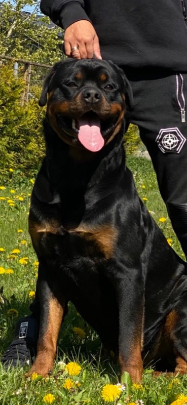 Black magnificents kennel