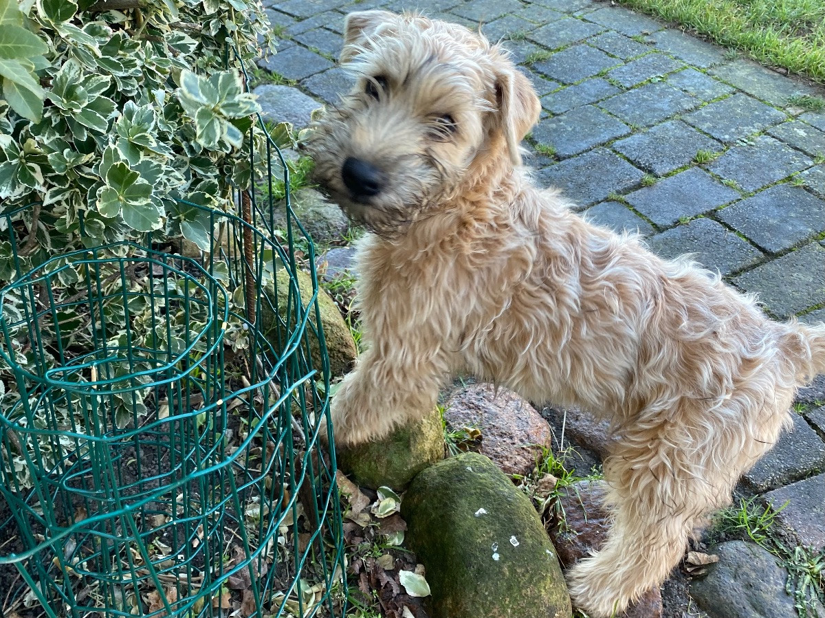 Irish Soft Coated Wheaten Terrier