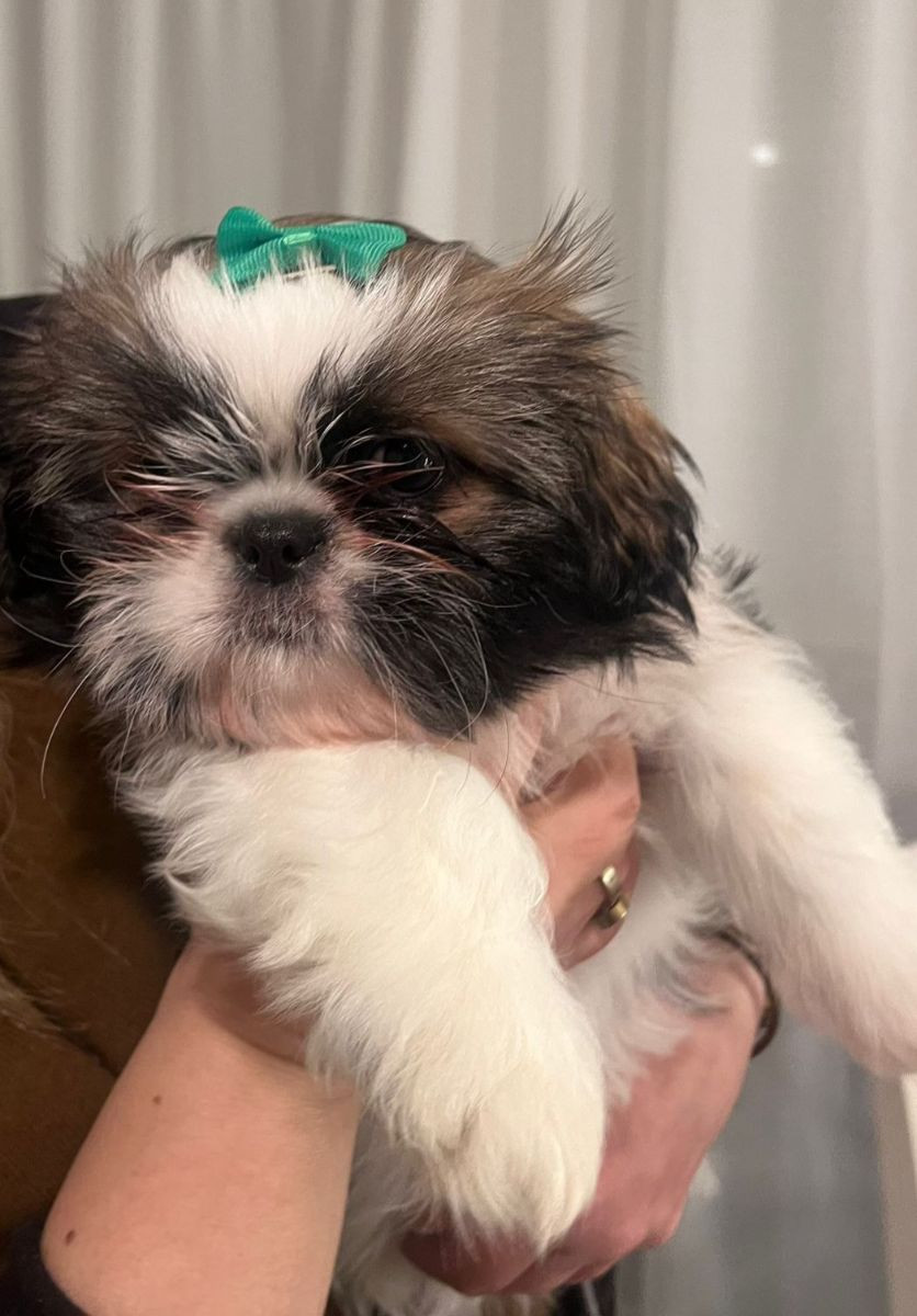 Shih Tzu