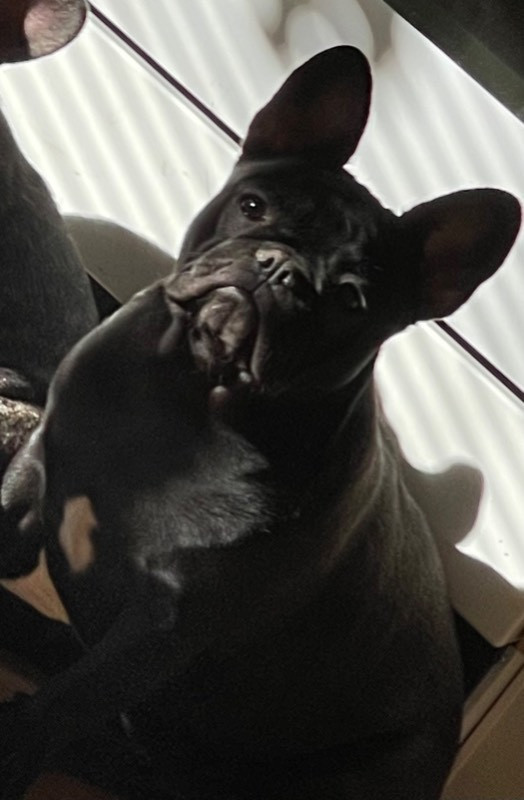 Los Dinegro's kennel