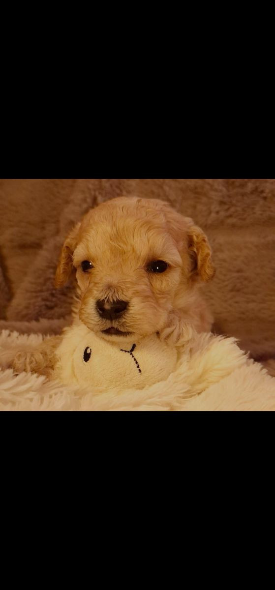 Cockerpoo · 2025-12-05 · Påarp · Charlotte S.