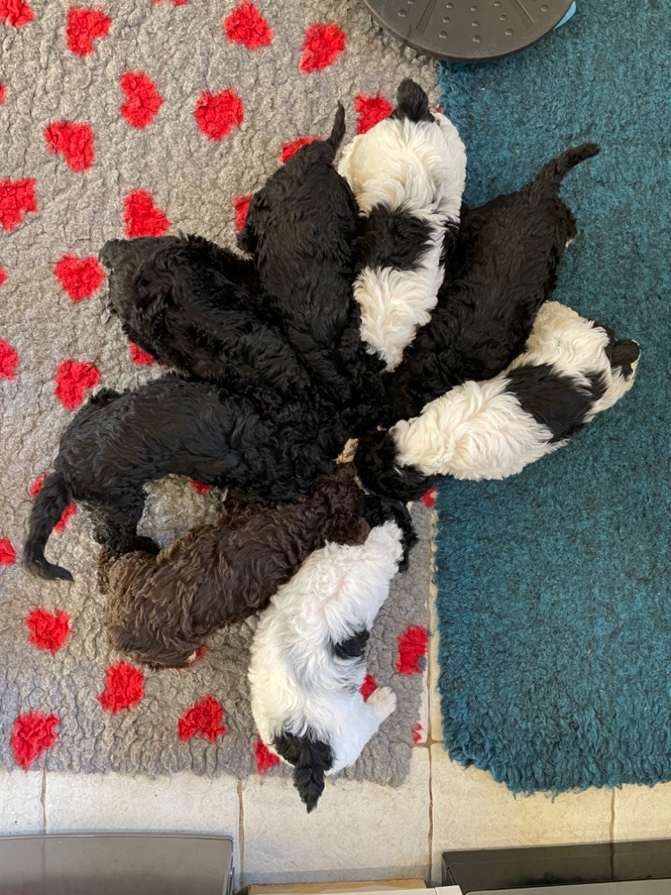 Spanish Water Dog (Perro de Agua Espanol)