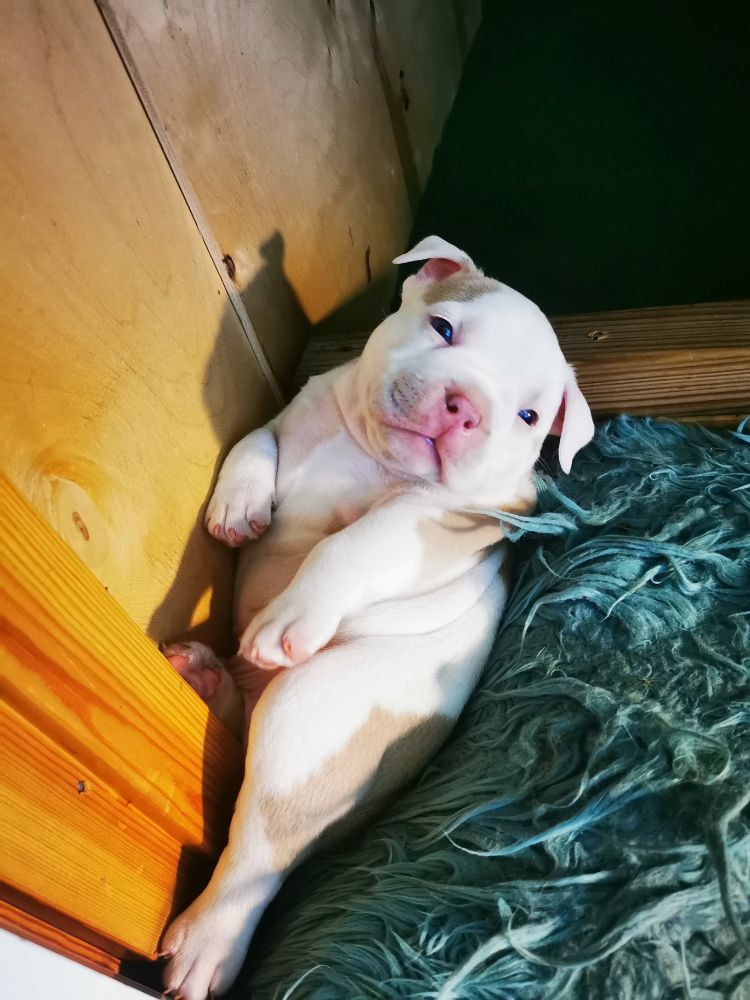 Redhouse Bully