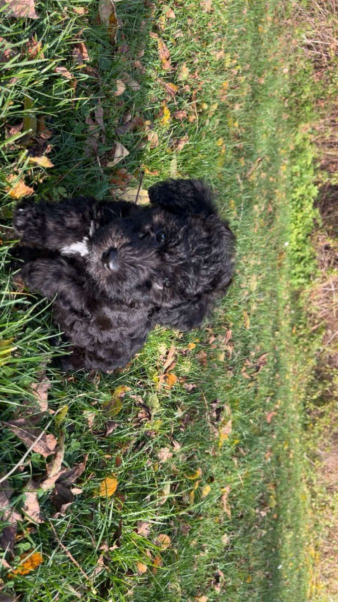 Maltipoo · 2025-09-07 · Mörbylånga · Dmytro K.