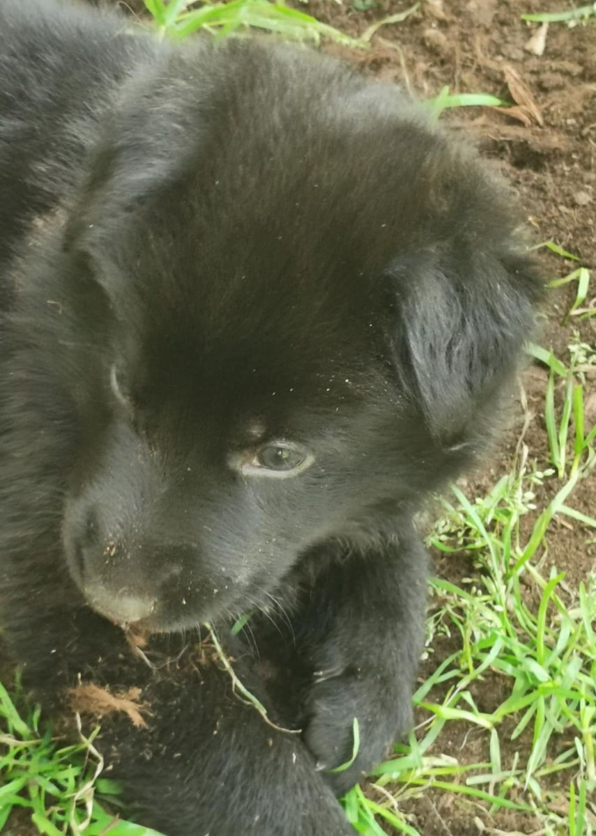 Kennel Snibor Anzi