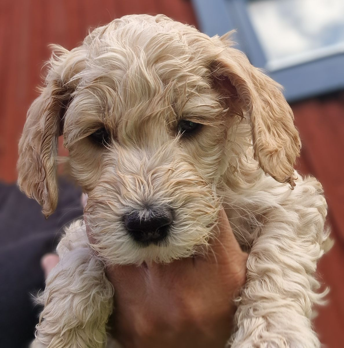 Dalkullas labradoodle