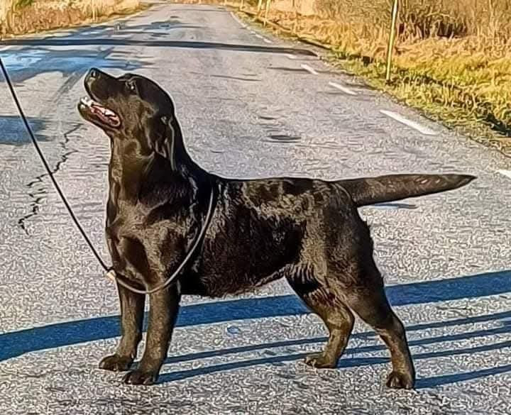Svansviftarnas kennel