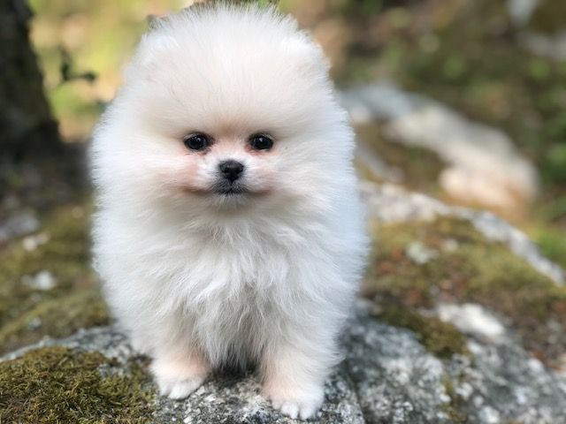 Fluffers