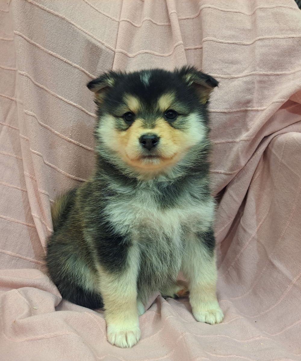 Finnish Lapphund