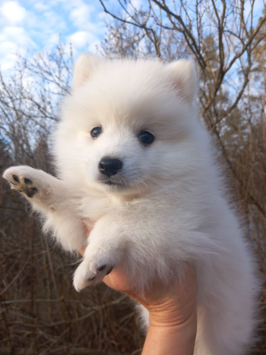 Japanese Spitz