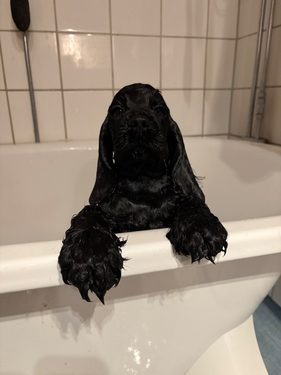 American Cocker Spaniel