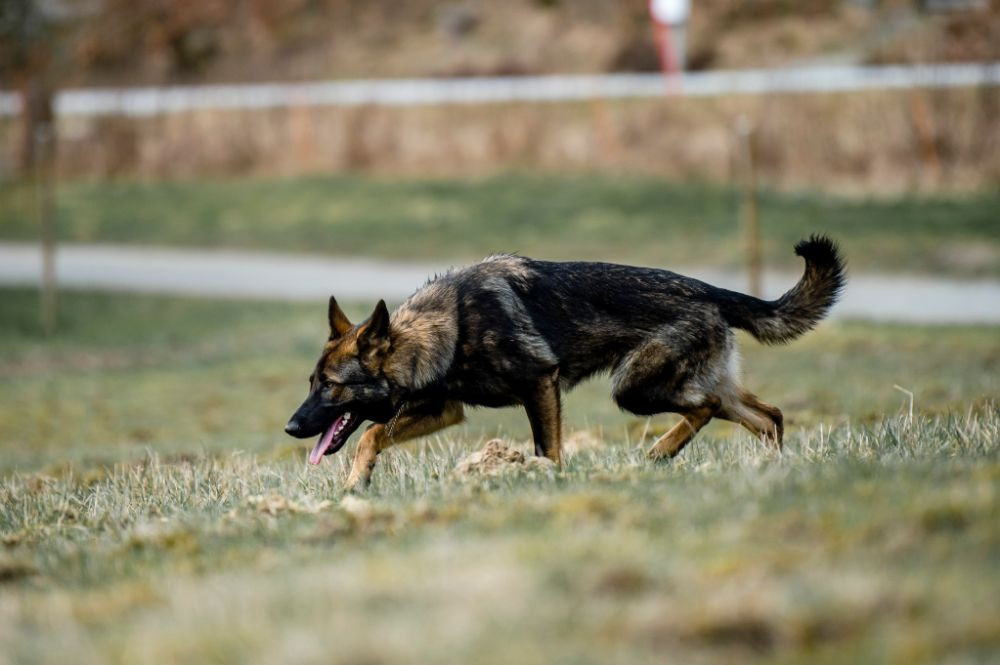 German Shepherd Dog