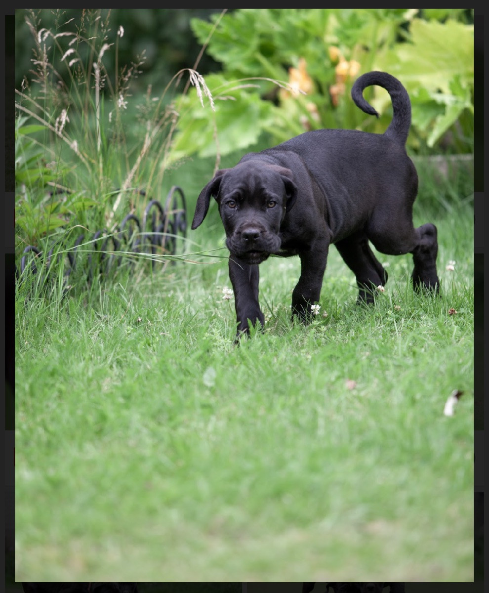Dvärgpinscher