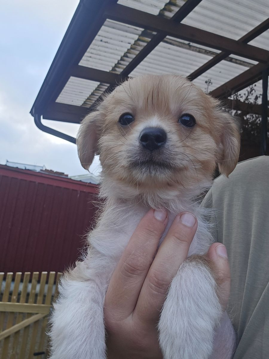Chihuahua, pomeranian, Chinese Crested Dog · 2025-10-15 · åstorp · Sarah H.