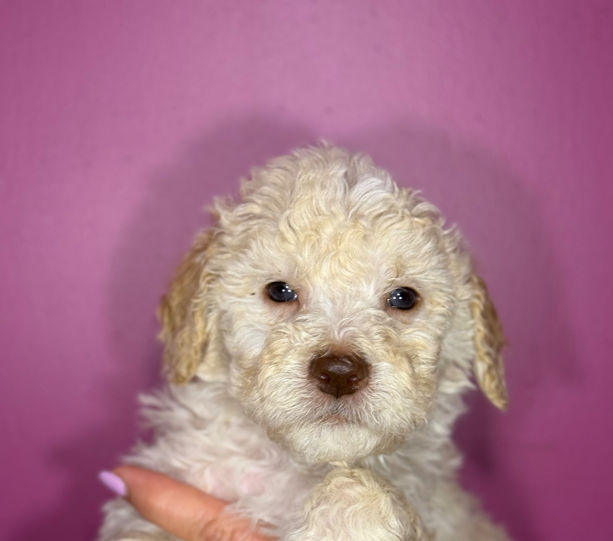 Lagotto Romagnolo