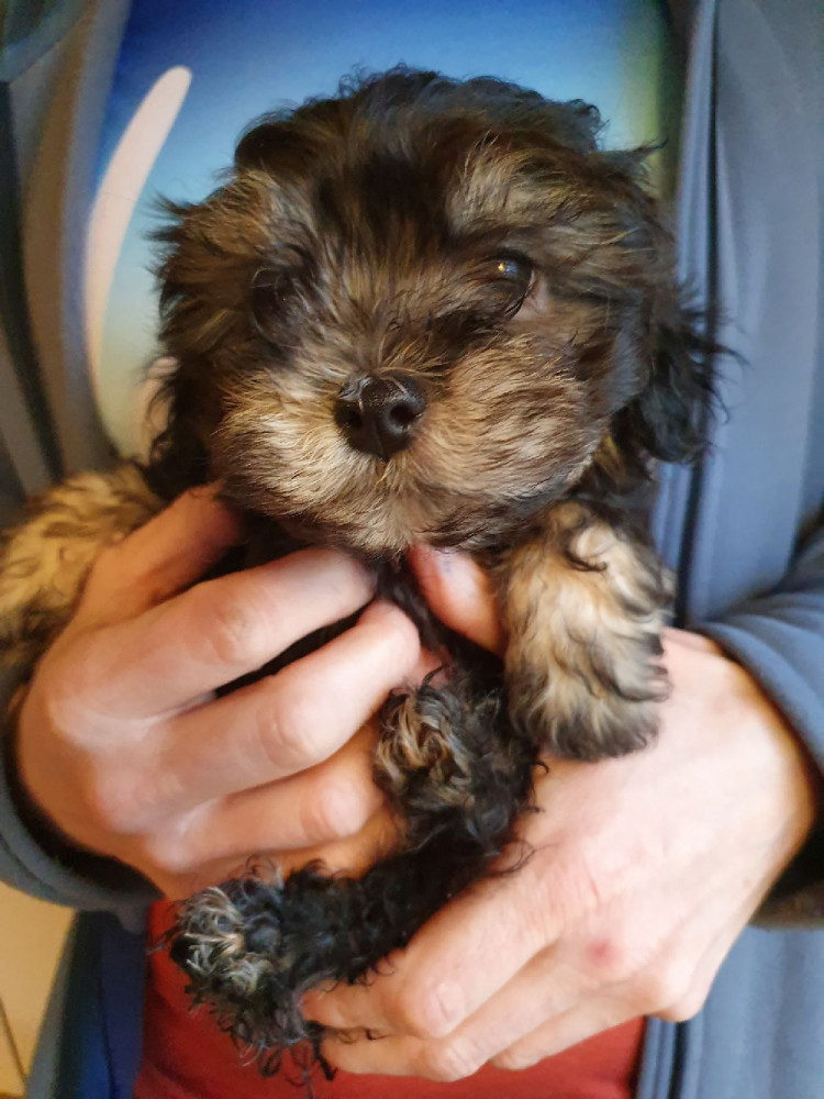 Russian Tsvetnaya Bolonka