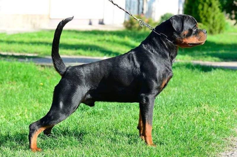 Balkan Iko’s Rottiss