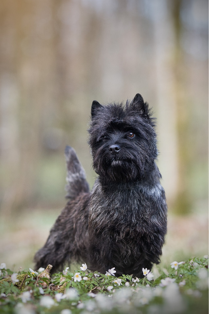 Cairn Terrier