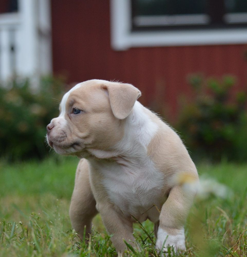 Redhouse Bully