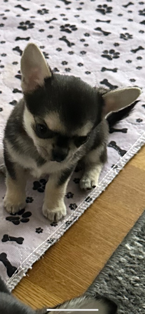Mini chipette