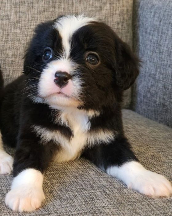 Maltipoo