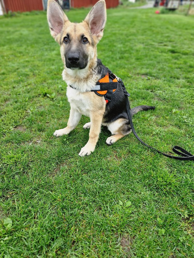 Schäfer och hederhund