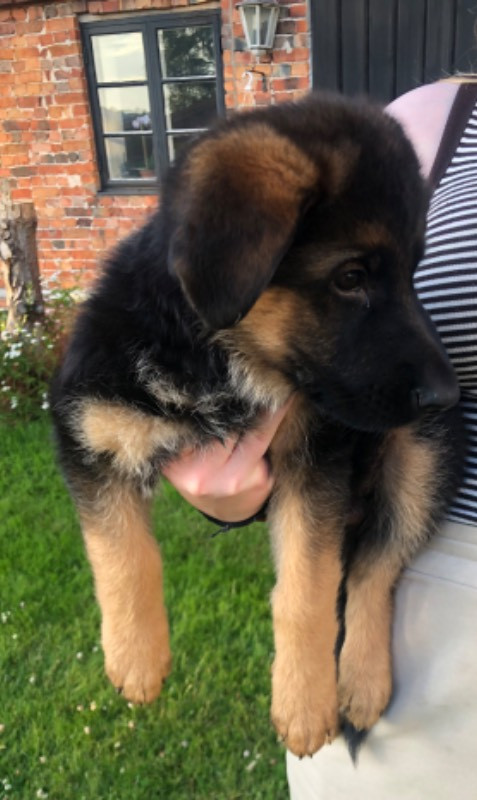 German Shepherd Dog