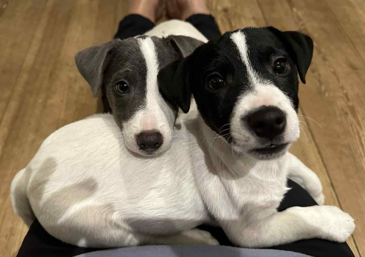 Jack Russell Terrier