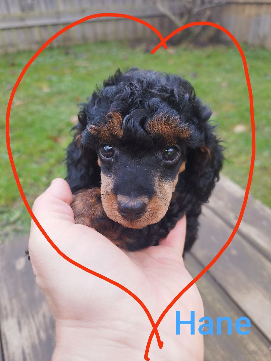 Hjortkvarns Cavapoo