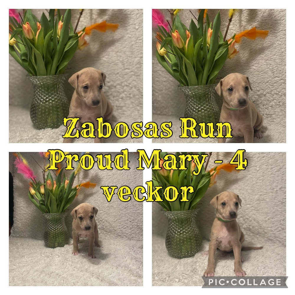 Zabosa’s Run