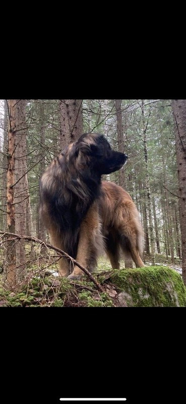 vänerblixtens kennel
