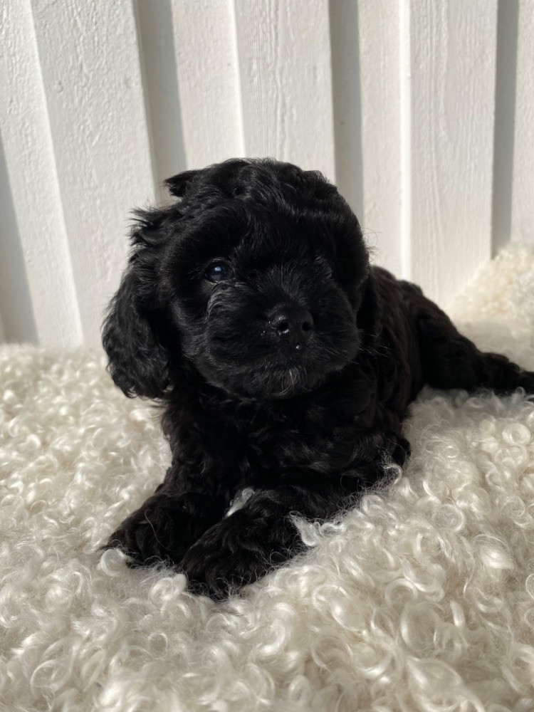 Cavapoo