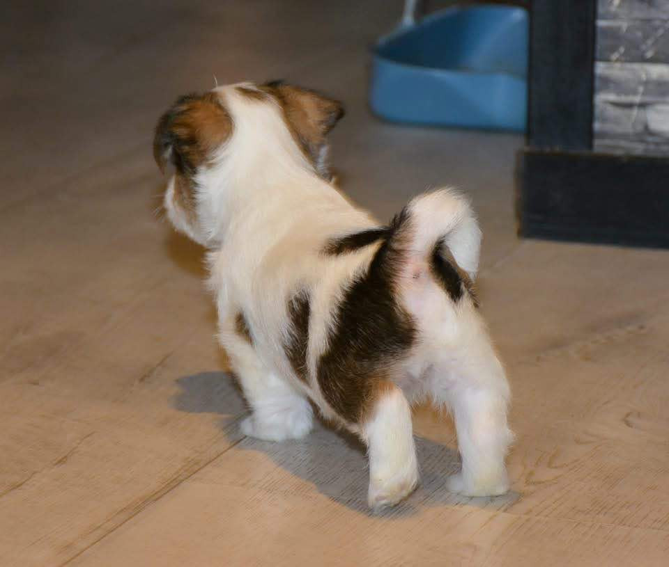 Jack Russell Terrier