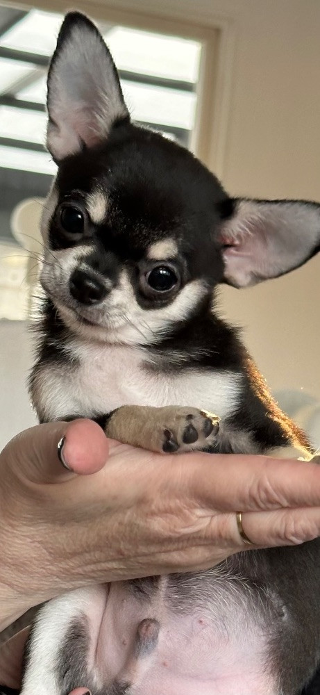 Mini chipette